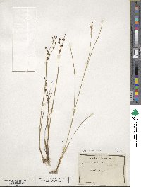 Juncus alpinoarticulatus subsp. alpinoarticulatus image