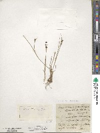 Juncus alpinoarticulatus subsp. alpinoarticulatus image