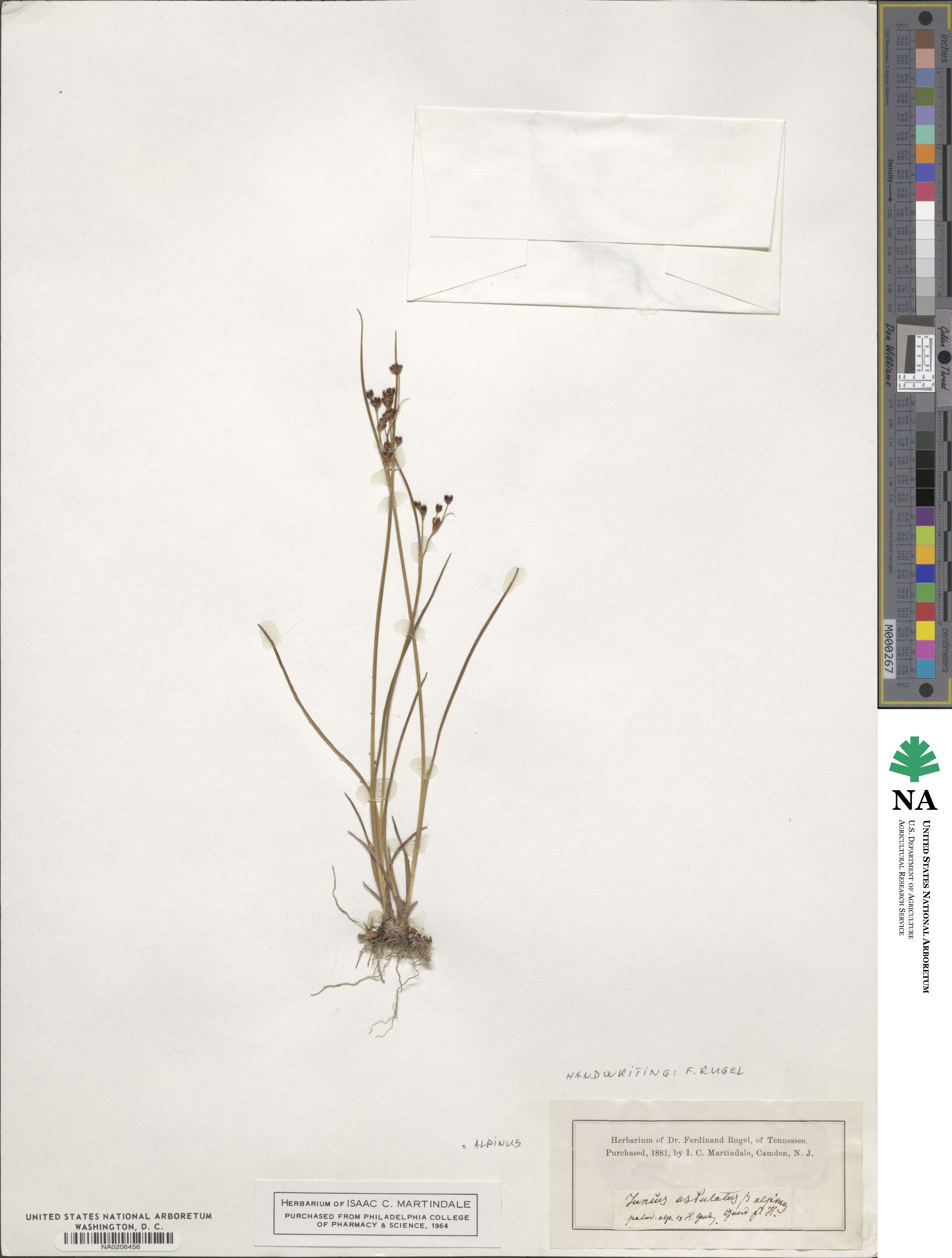 Juncus alpinoarticulatus image