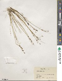 Juncus alpinoarticulatus image