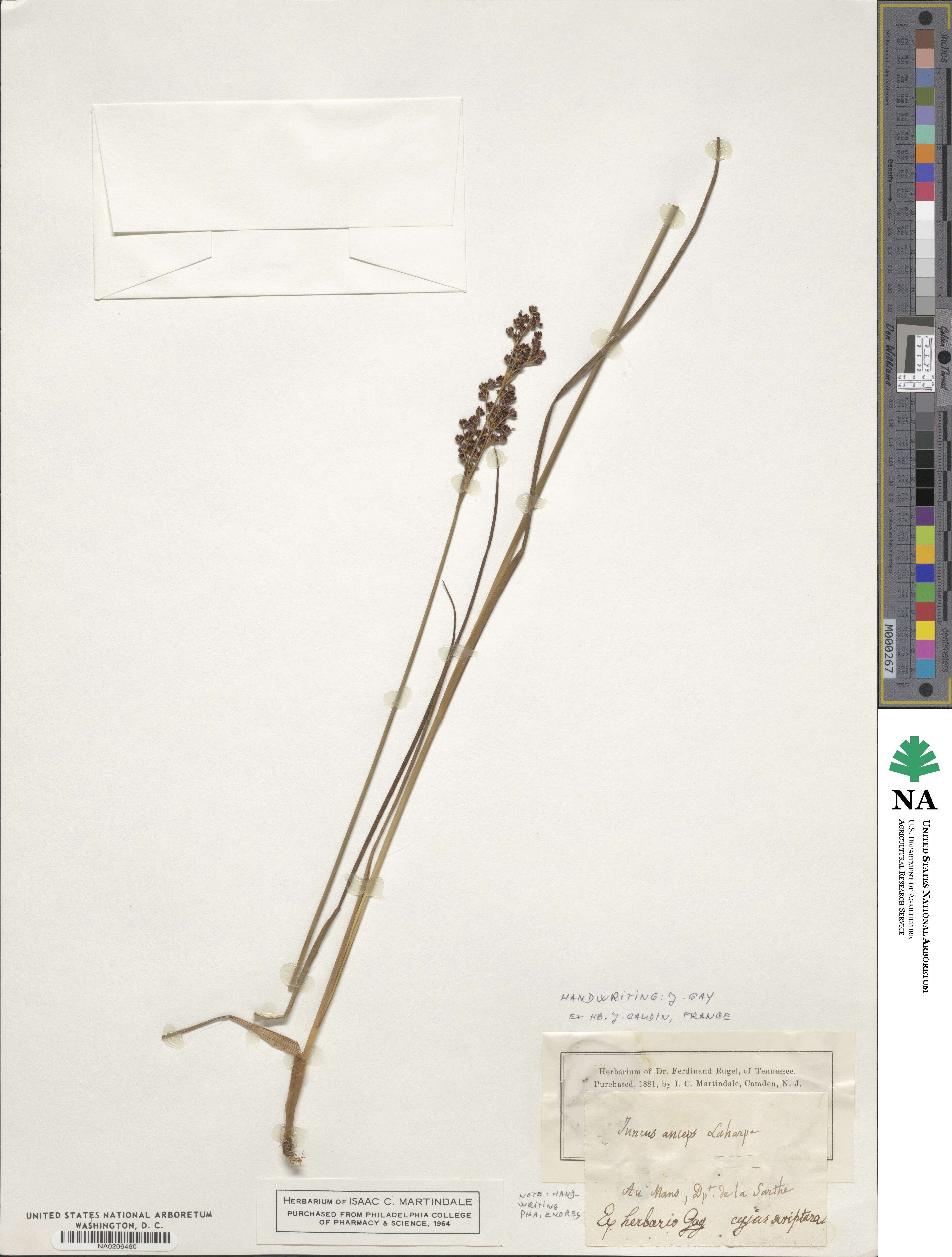 Juncus anceps image