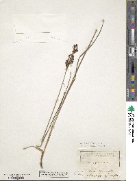 Image of Juncus anceps