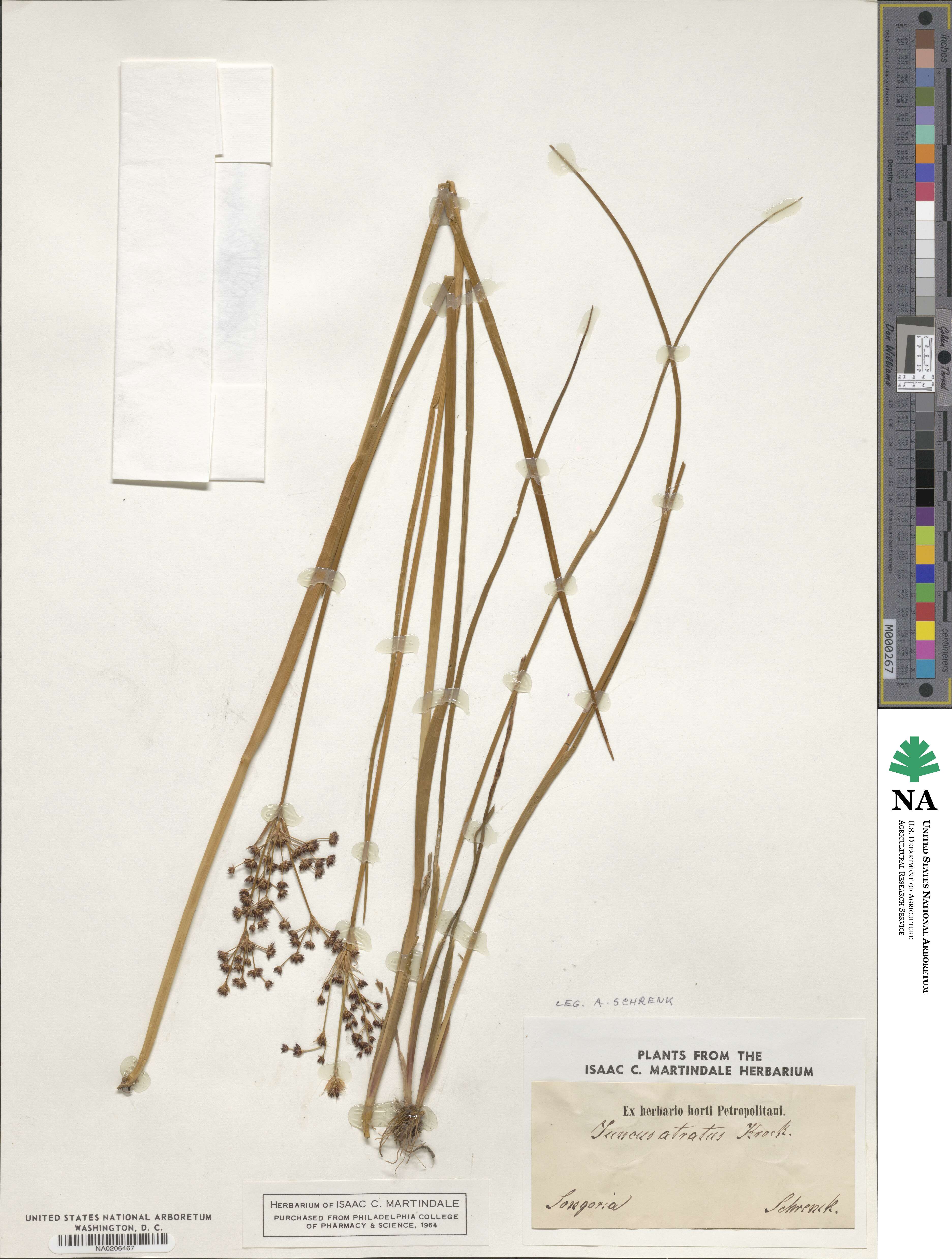 Juncus atratus image