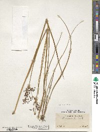 Image of Juncus atratus