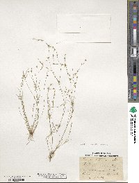 Juncus bufonius image