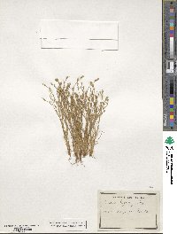 Juncus bufonius image