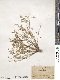 Juncus bufonius image