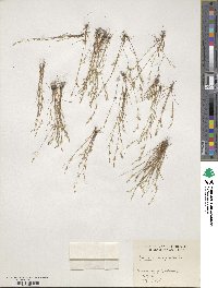 Juncus bufonius image