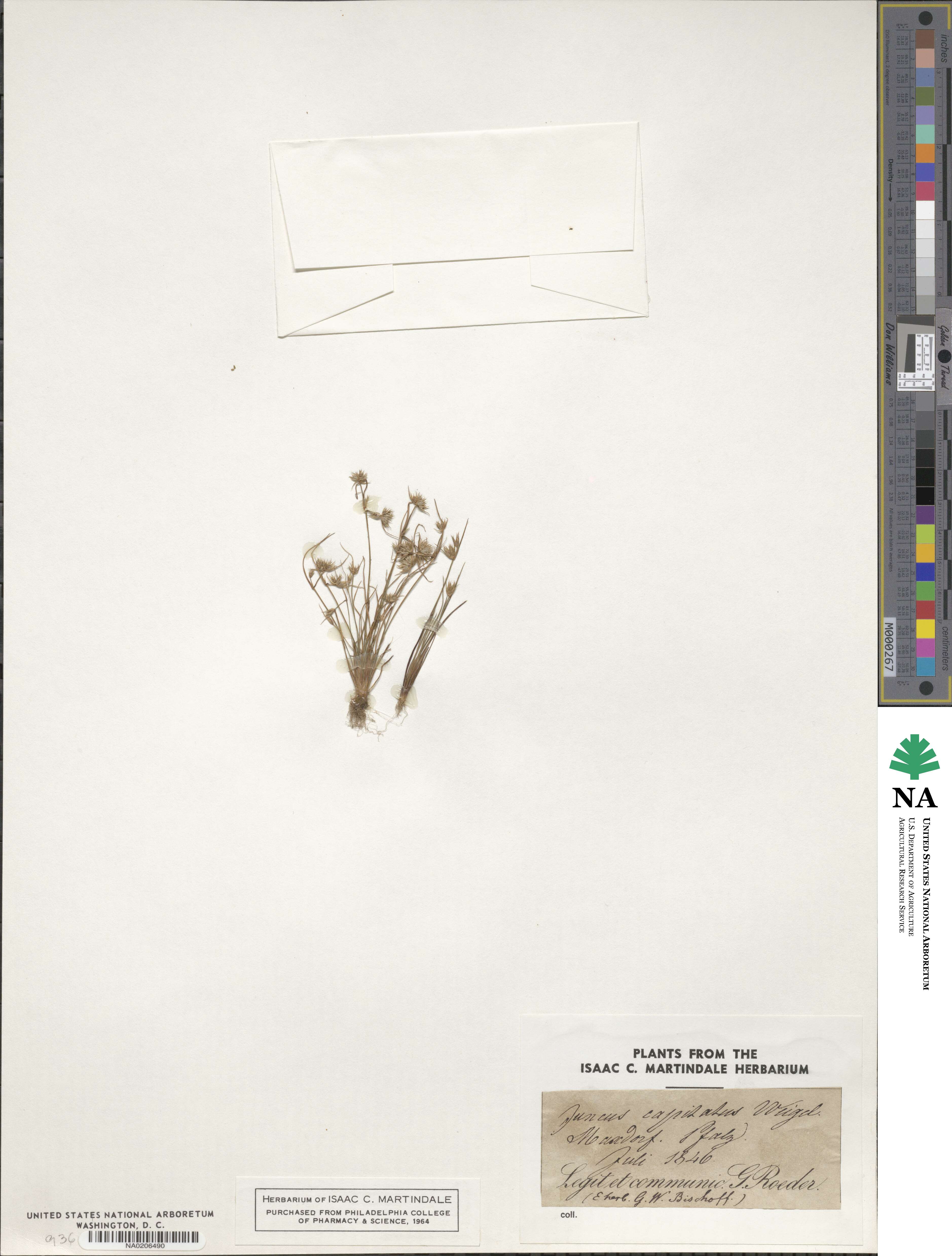 Juncus capitatus image