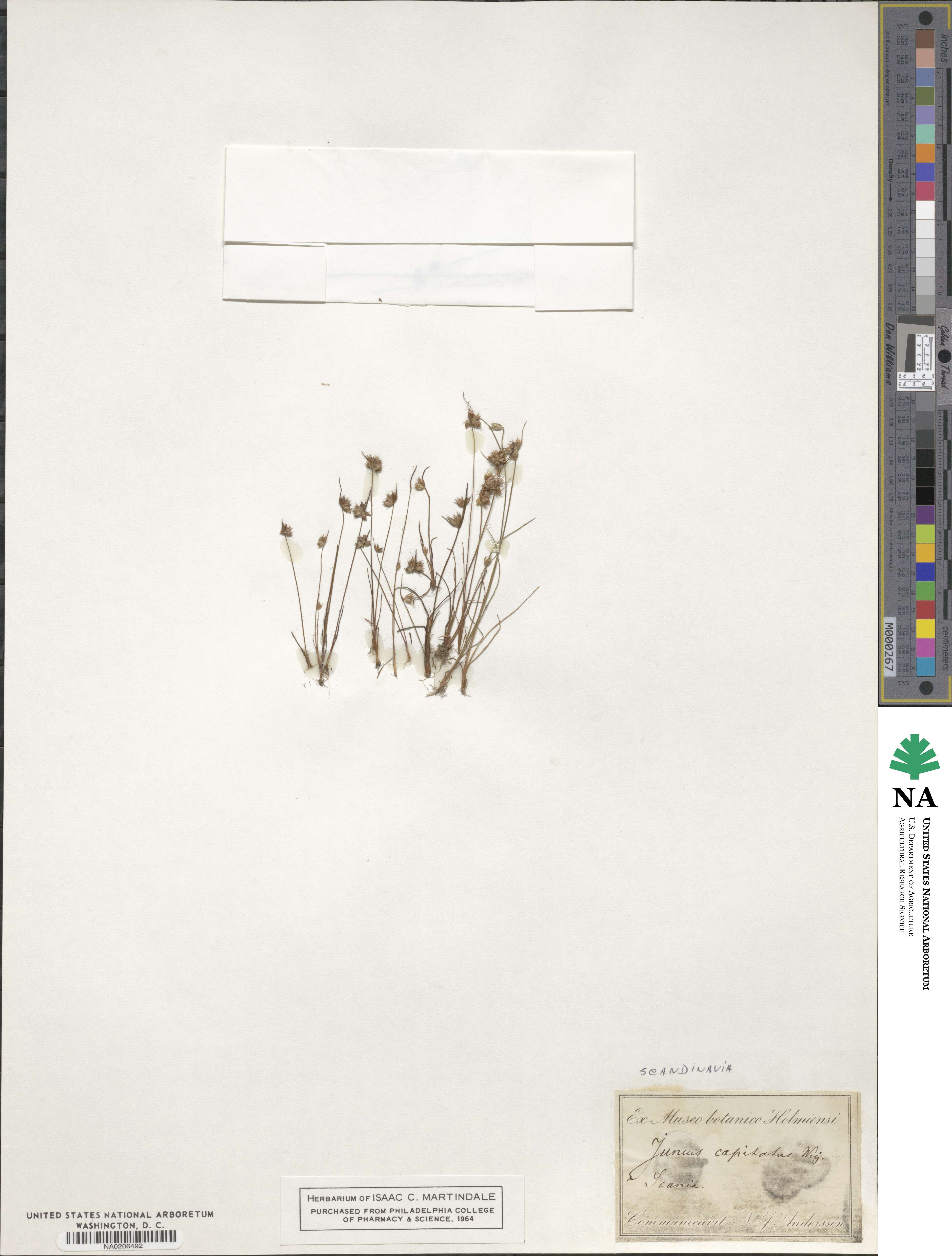 Juncus capitatus image