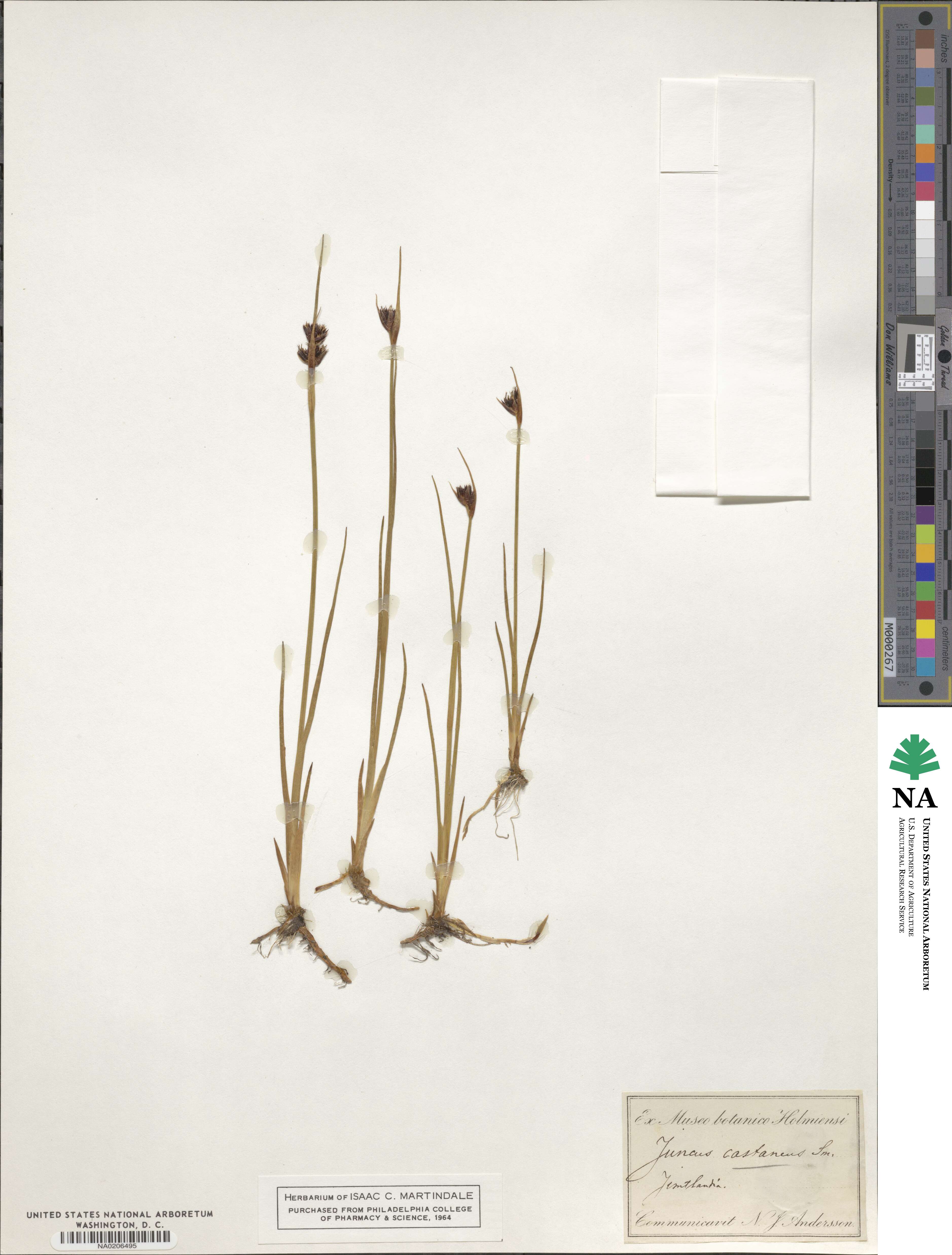 Juncus castaneus image