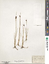 Juncus castaneus image