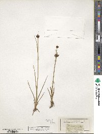 Juncus castaneus image