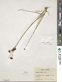 Juncus castaneus image