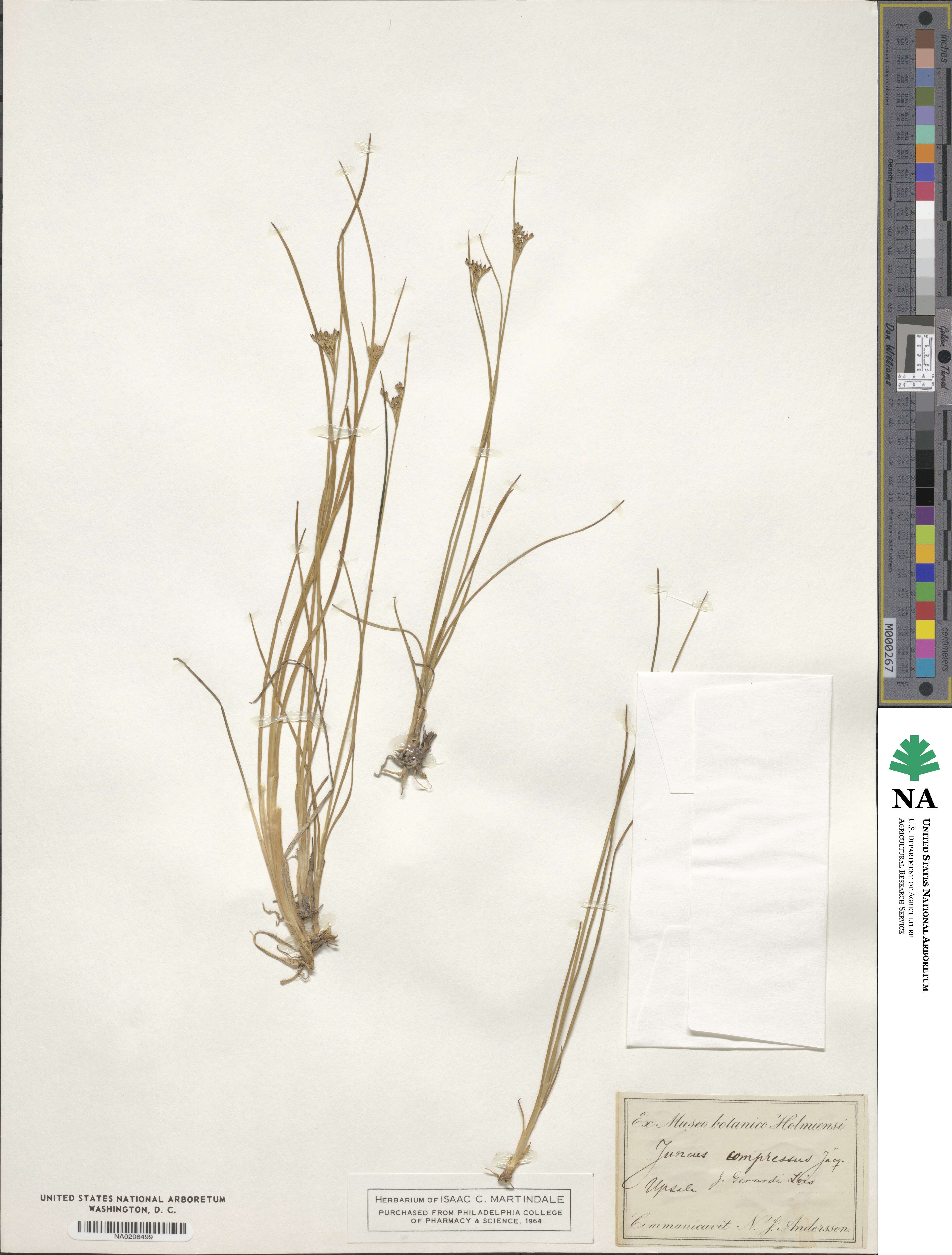 Juncus compressus image