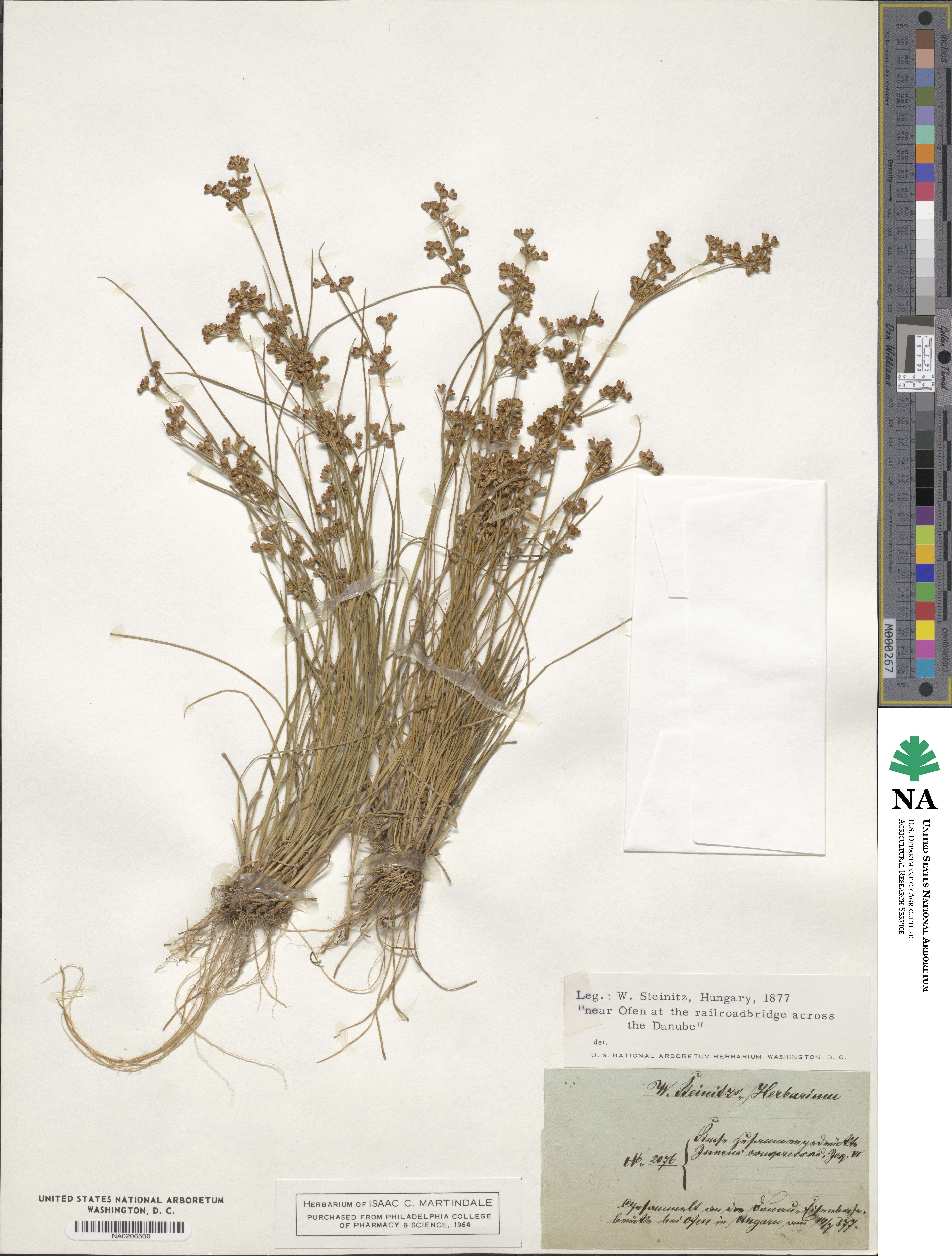 Juncus compressus image