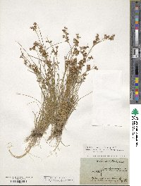 Juncus compressus image