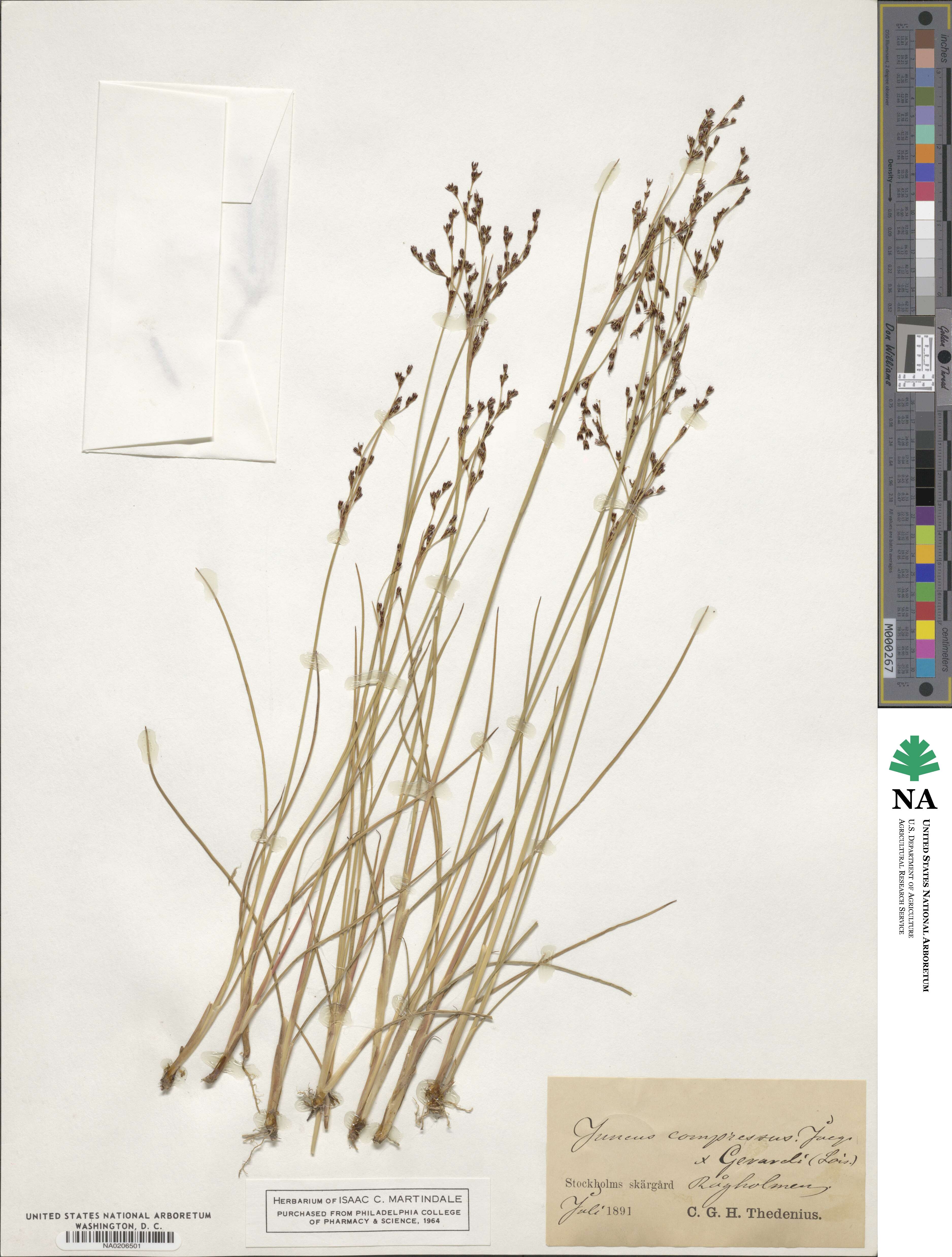 Juncus compressus image