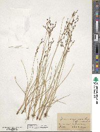 Juncus compressus image