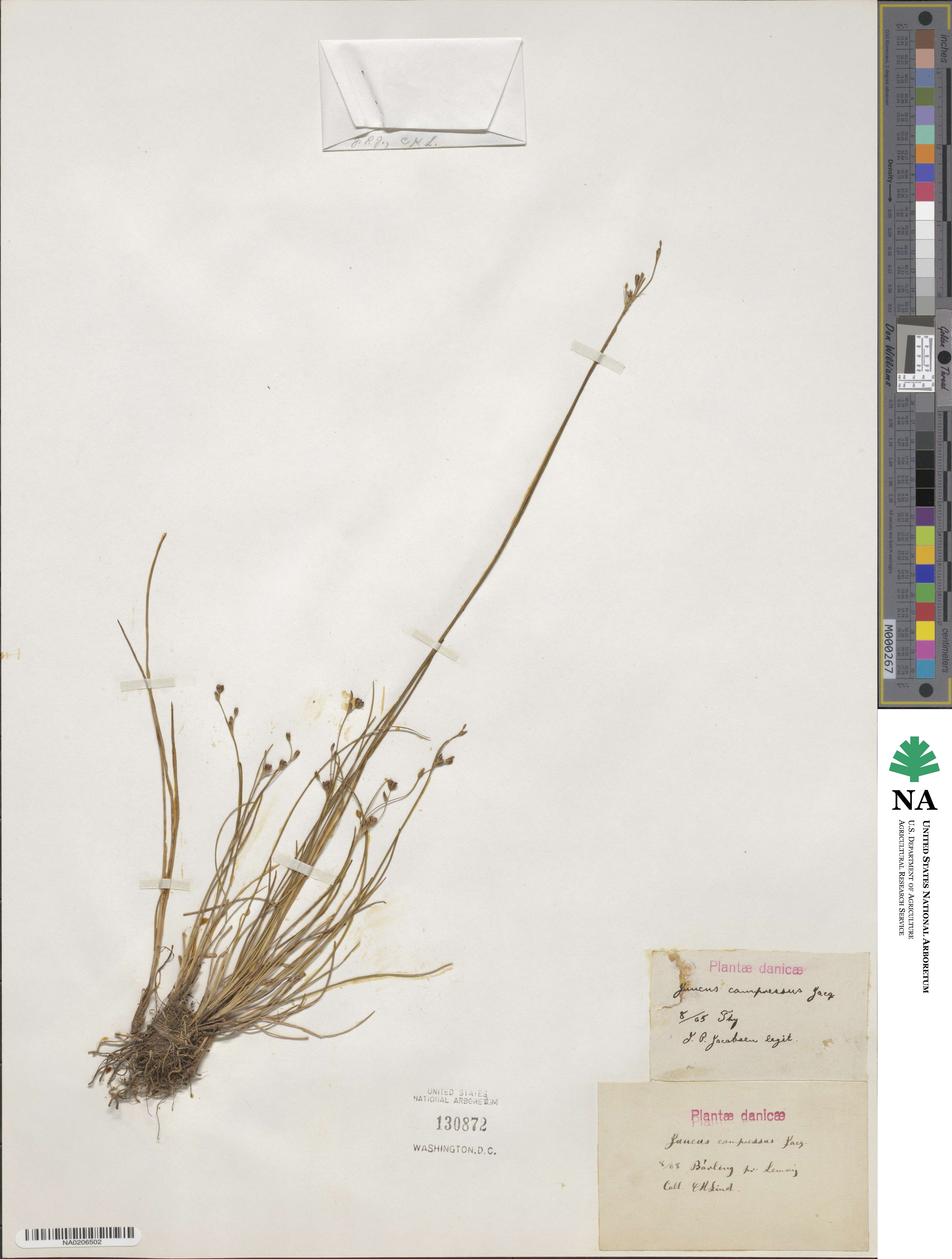 Juncus compressus image