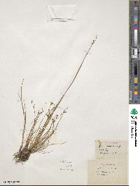 Juncus compressus image