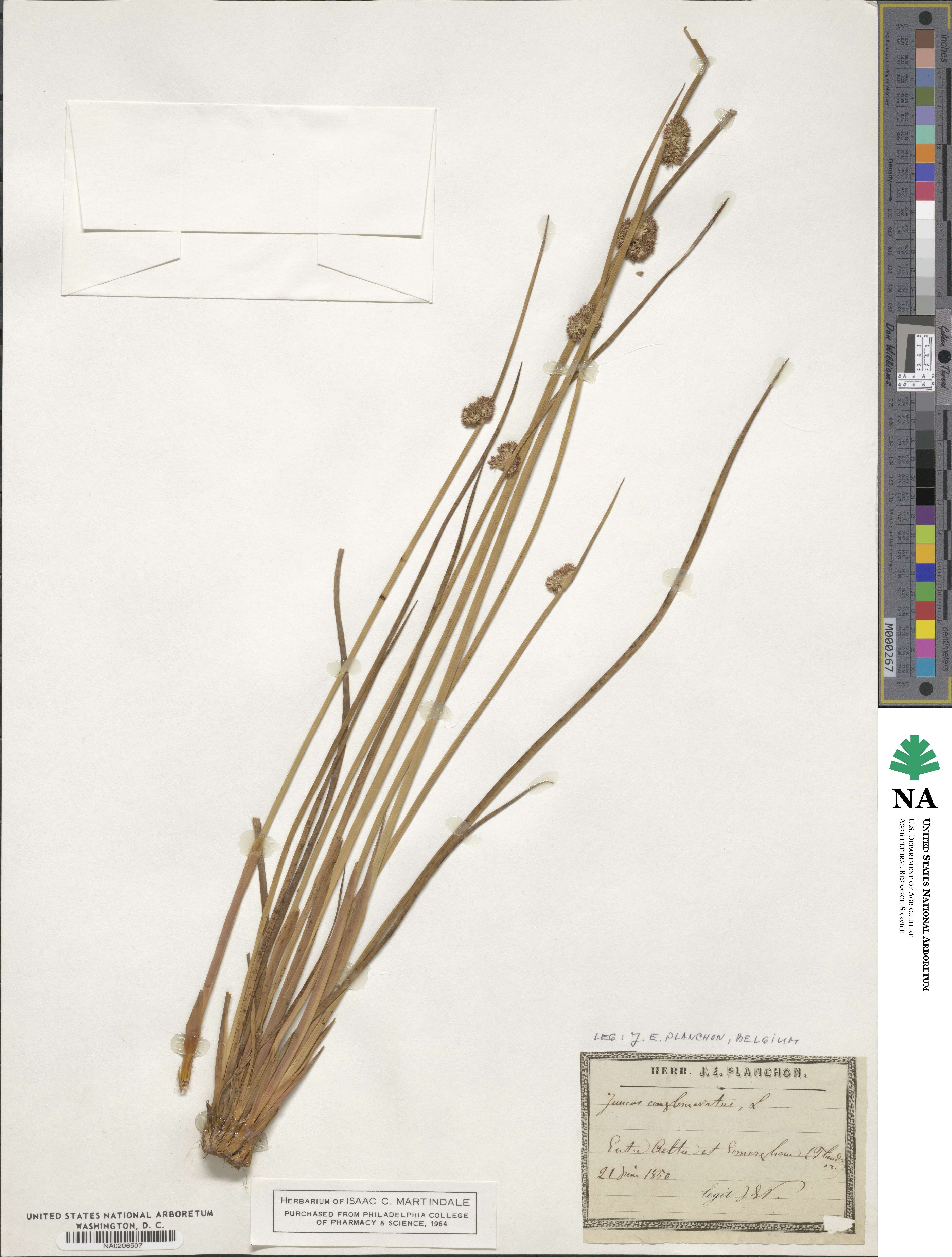 Juncus conglomeratus image