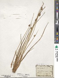 Juncus conglomeratus image