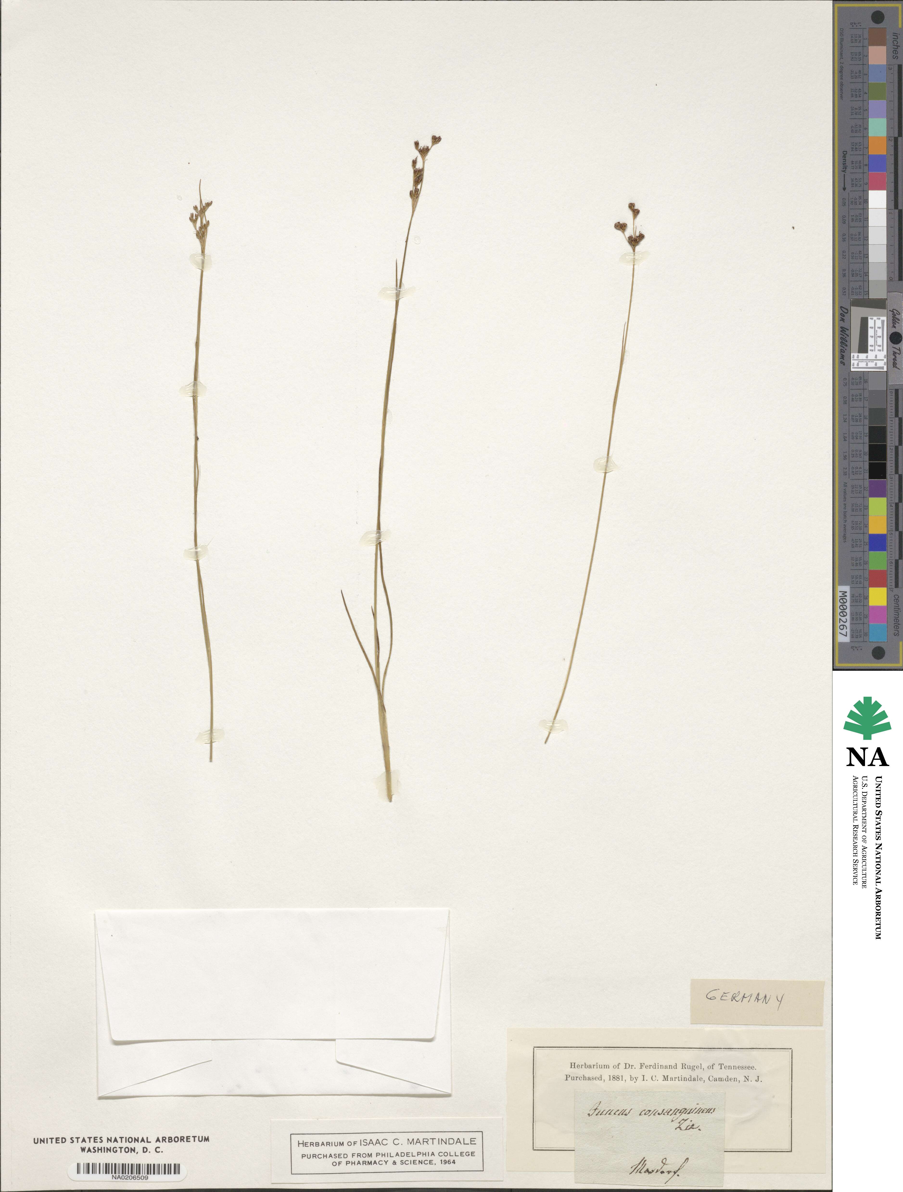 Juncus gerardi subsp. gerardi image