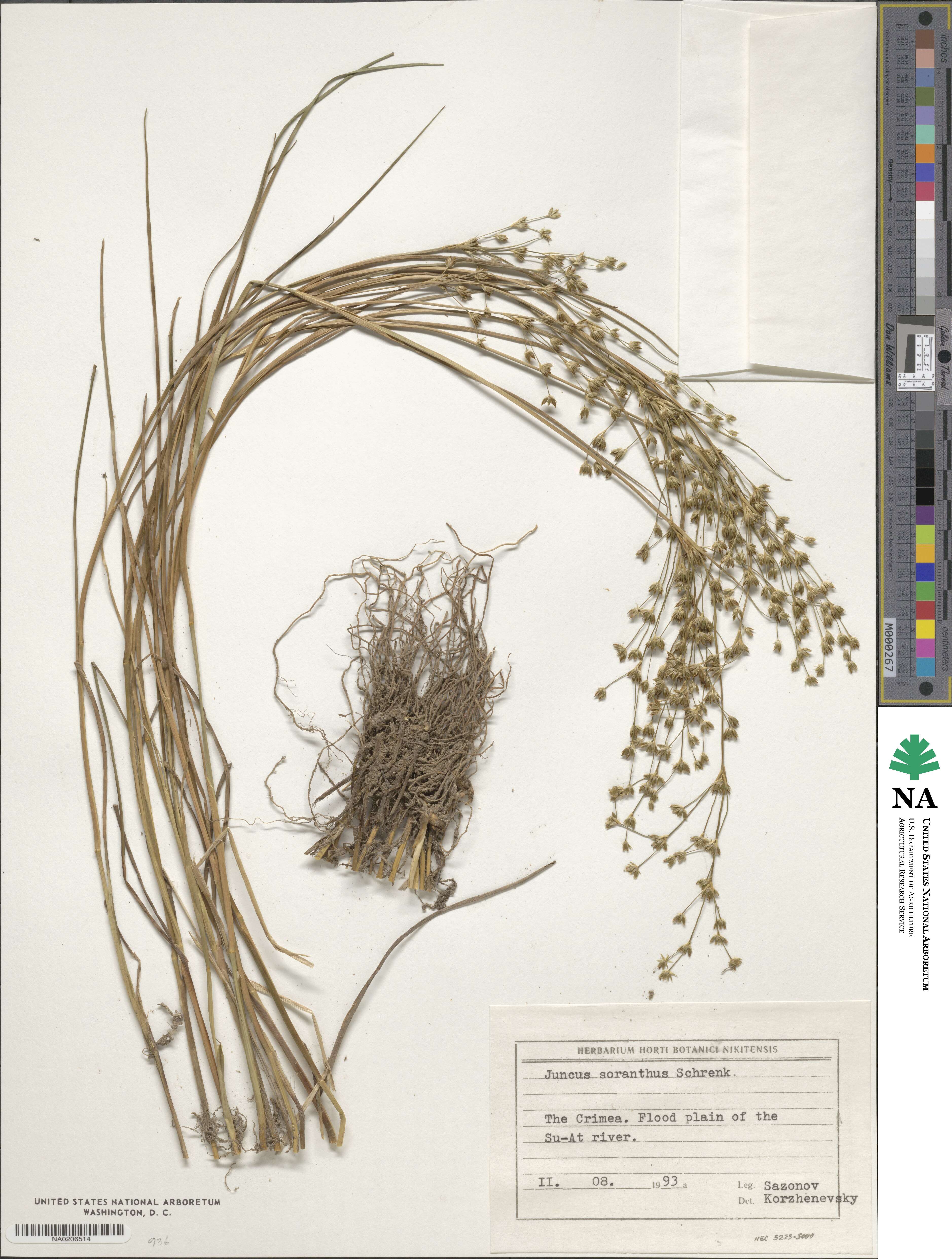 Juncus soranthus image