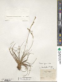 Juncus squarrosus image