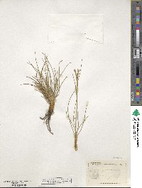 Juncus squarrosus image