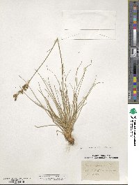 Juncus squarrosus image