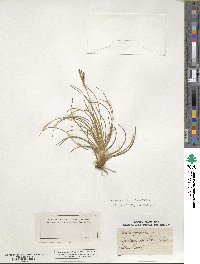 Juncus squarrosus image