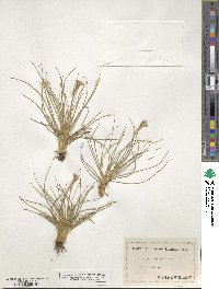 Juncus squarrosus image