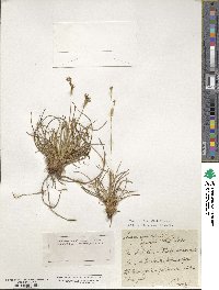 Juncus squarrosus image