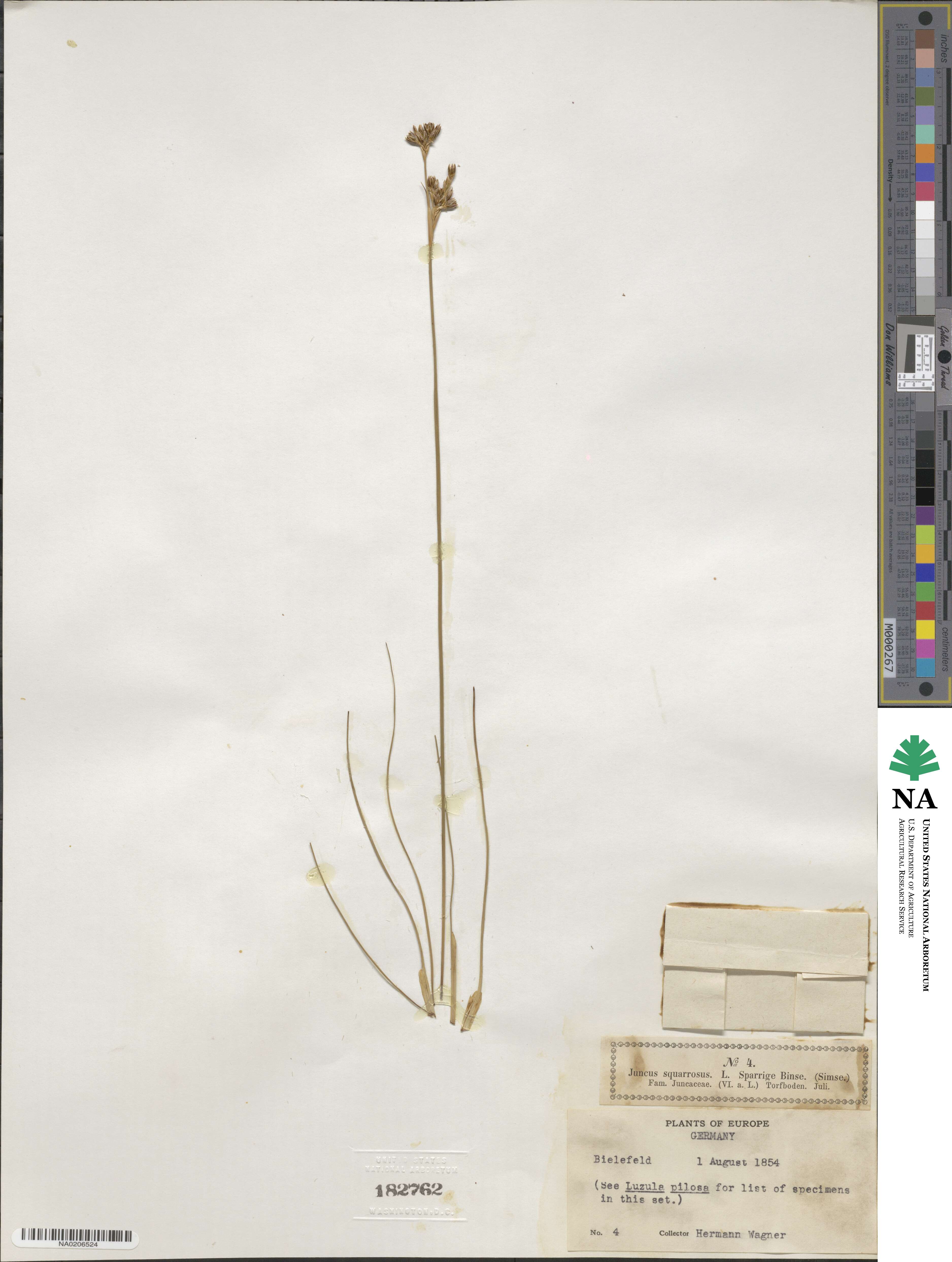 Juncus squarrosus image