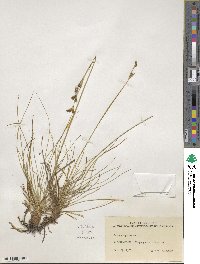 Juncus squarrosus image