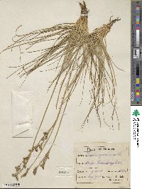 Juncus squarrosus image