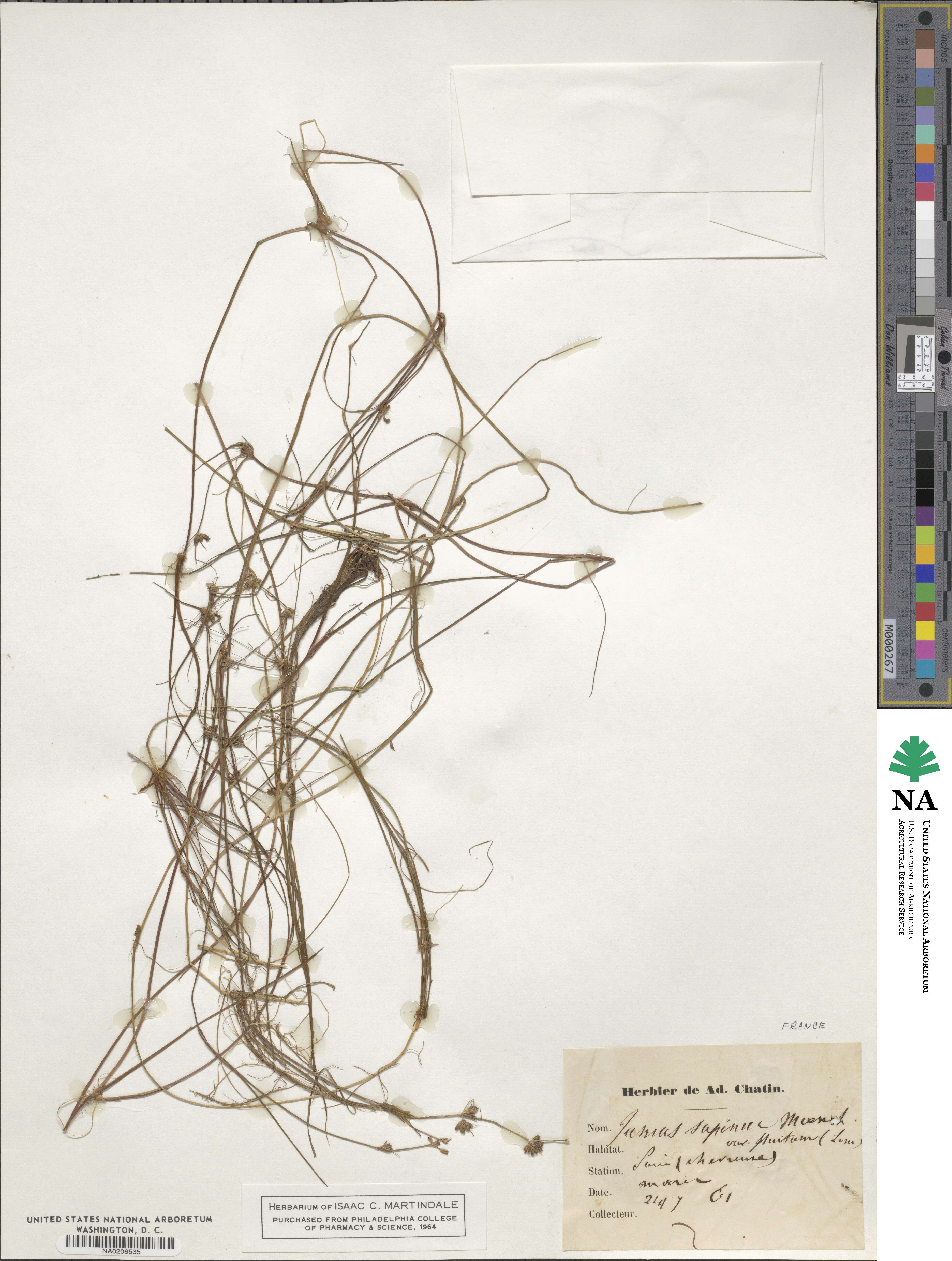 Juncus bulbosus image
