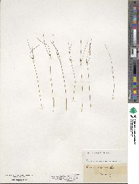 Oreojuncus trifidus image