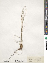 Oreojuncus trifidus image