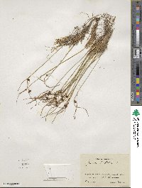 Oreojuncus trifidus image