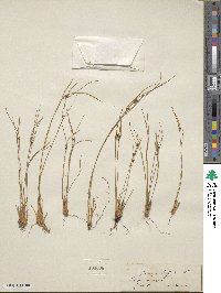 Oreojuncus trifidus image