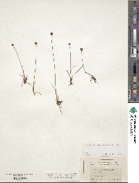 Juncus triglumis image