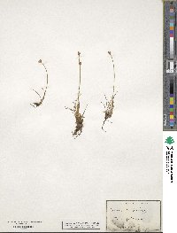 Juncus triglumis image