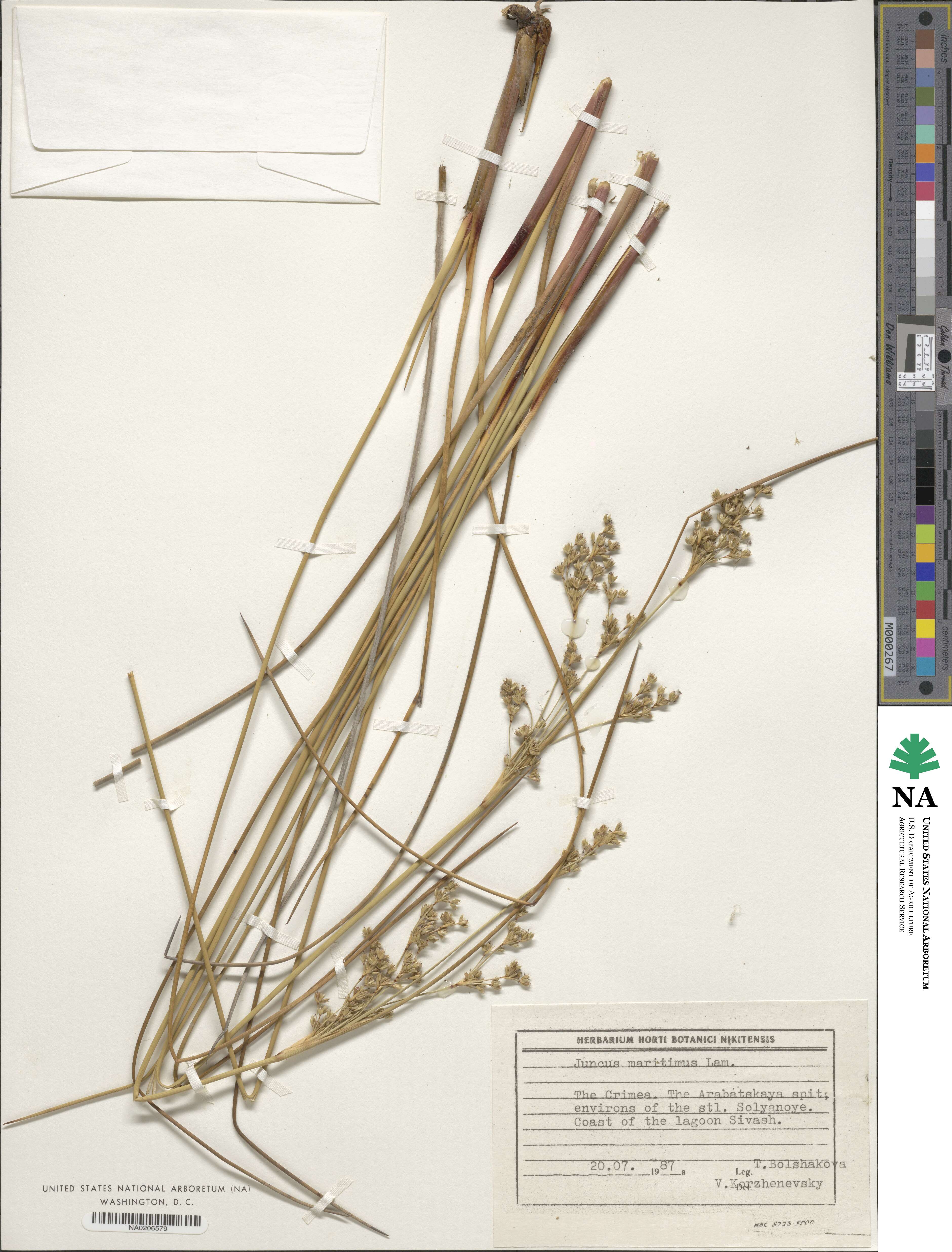 Juncus maritimus image