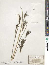 Juncus maritimus image