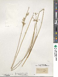 Juncus maritimus image