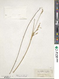 Juncus maritimus image