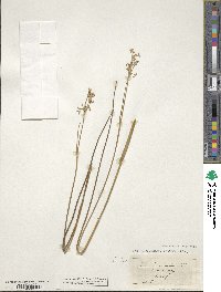 Juncus subnodulosus image